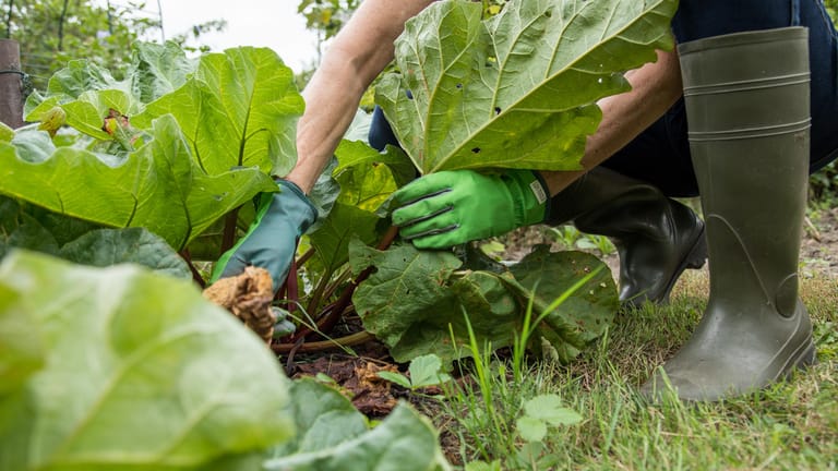 Mehrjähriges Gemüse: Wer Rhabarber im Garten pflanzt, hat jedes Jahr neu Freude an den leckeren Stängeln.