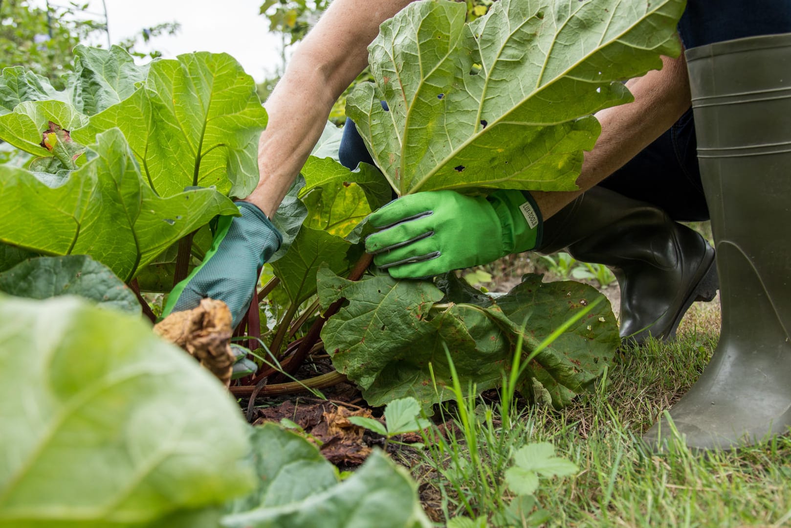 Mehrjähriges Gemüse: Wer Rhabarber im Garten pflanzt, hat jedes Jahr neu Freude an den leckeren Stängeln.