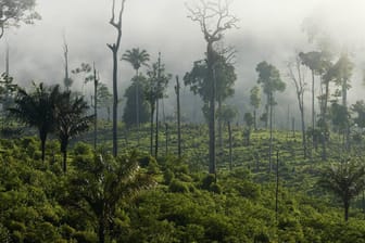 Amazonasregenwald in Brasilien: Die "grünen Lungen" der Erde werden kleiner. Mit dramatischen Folgen.