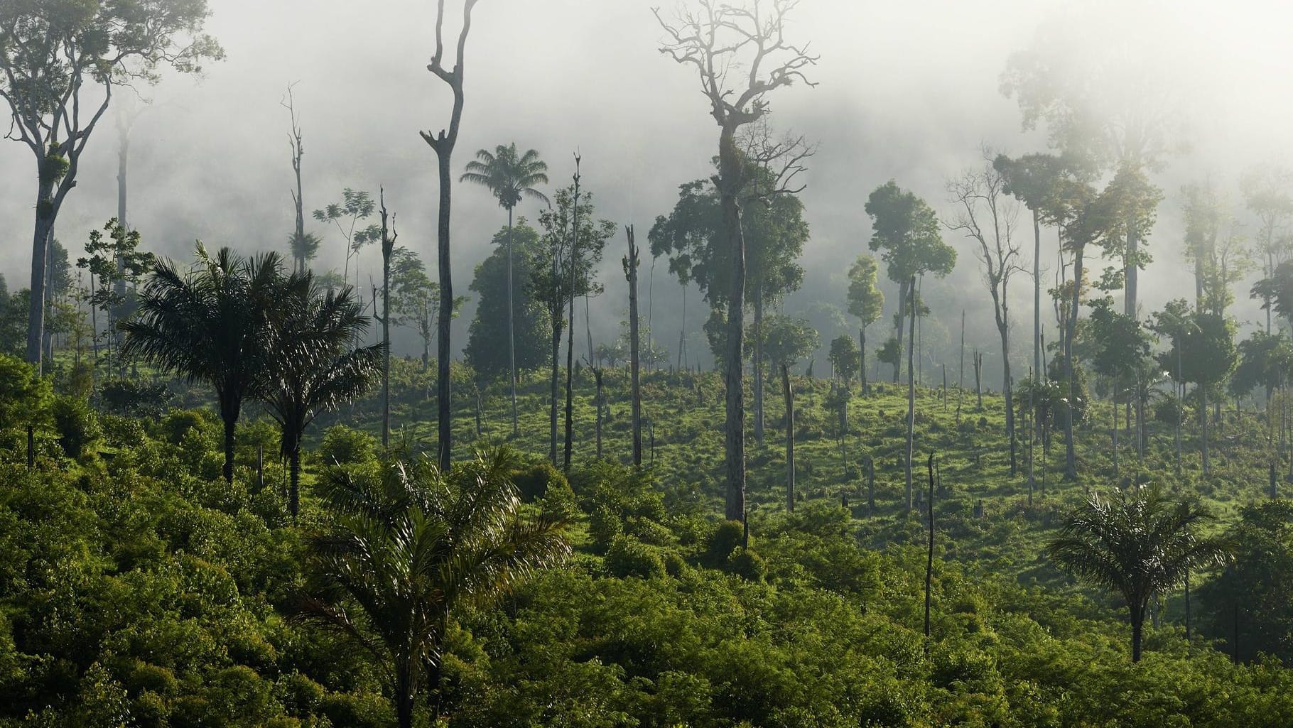 Amazonasregenwald in Brasilien: Die "grünen Lungen" der Erde werden kleiner. Mit dramatischen Folgen.