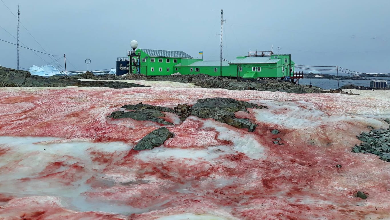 Die Galindez-Insel in der Antarktis: Der Schnee um die ukrainische Forschungsstation "Akademik Wernadski" ist blutrot gefärbt.