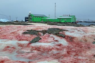 Die Galindez-Insel in der Antarktis: Der Schnee um die ukrainische Forschungsstation "Akademik Wernadski" ist blutrot gefärbt.