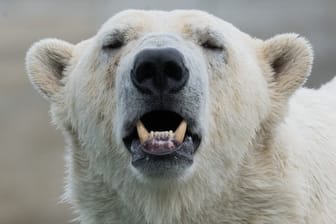 Normalerweise jagen Eisbären Robben.