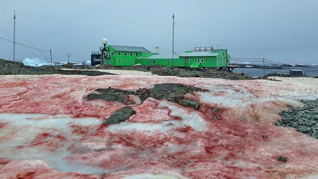 Der Schnee um die ukrainische Forschungsstation "Akademik Wernadski" ist blutrot gefärbt. Der Schnee um die ukrainische Forschungsstation "Akademik Wernadski" ist blutrot gefärbt.