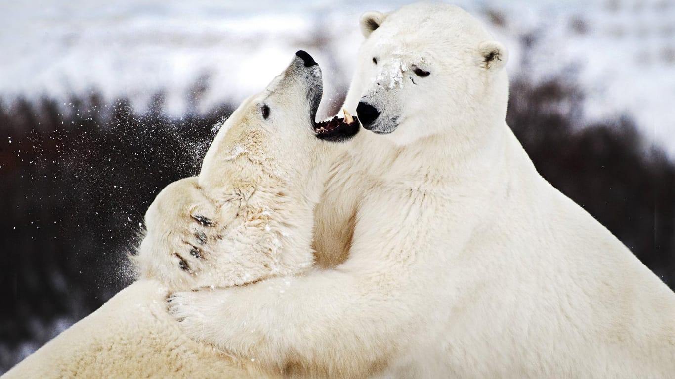Eisbären am Kämpfen (Symbolbild): Für Eisbären ist es normal, mit Artgenossen aneinander zu geraten. Untypisch ist jedoch, den Kontrahenten danach auch zu verspeisen.