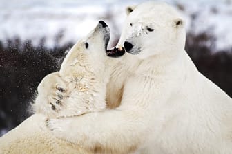 Eisbären am Kämpfen (Symbolbild): Für Eisbären ist es normal, mit Artgenossen aneinander zu geraten. Untypisch ist jedoch, den Kontrahenten danach auch zu verspeisen.