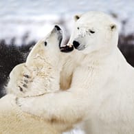 Eisbären am Kämpfen (Symbolbild): Für Eisbären ist es normal, mit Artgenossen aneinander zu geraten. Untypisch ist jedoch, den Kontrahenten danach auch zu verspeisen.