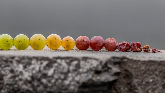 Nur bis fast zur Rosine geschrumpfte und eingetrocknete Beeren eignen sich zur Herstellung einer edelsüßen Beerenauslese.