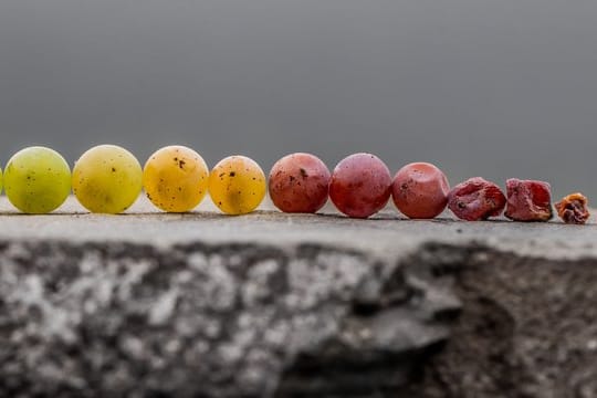 Nur bis fast zur Rosine geschrumpfte und eingetrocknete Beeren eignen sich zur Herstellung einer edelsüßen Beerenauslese.