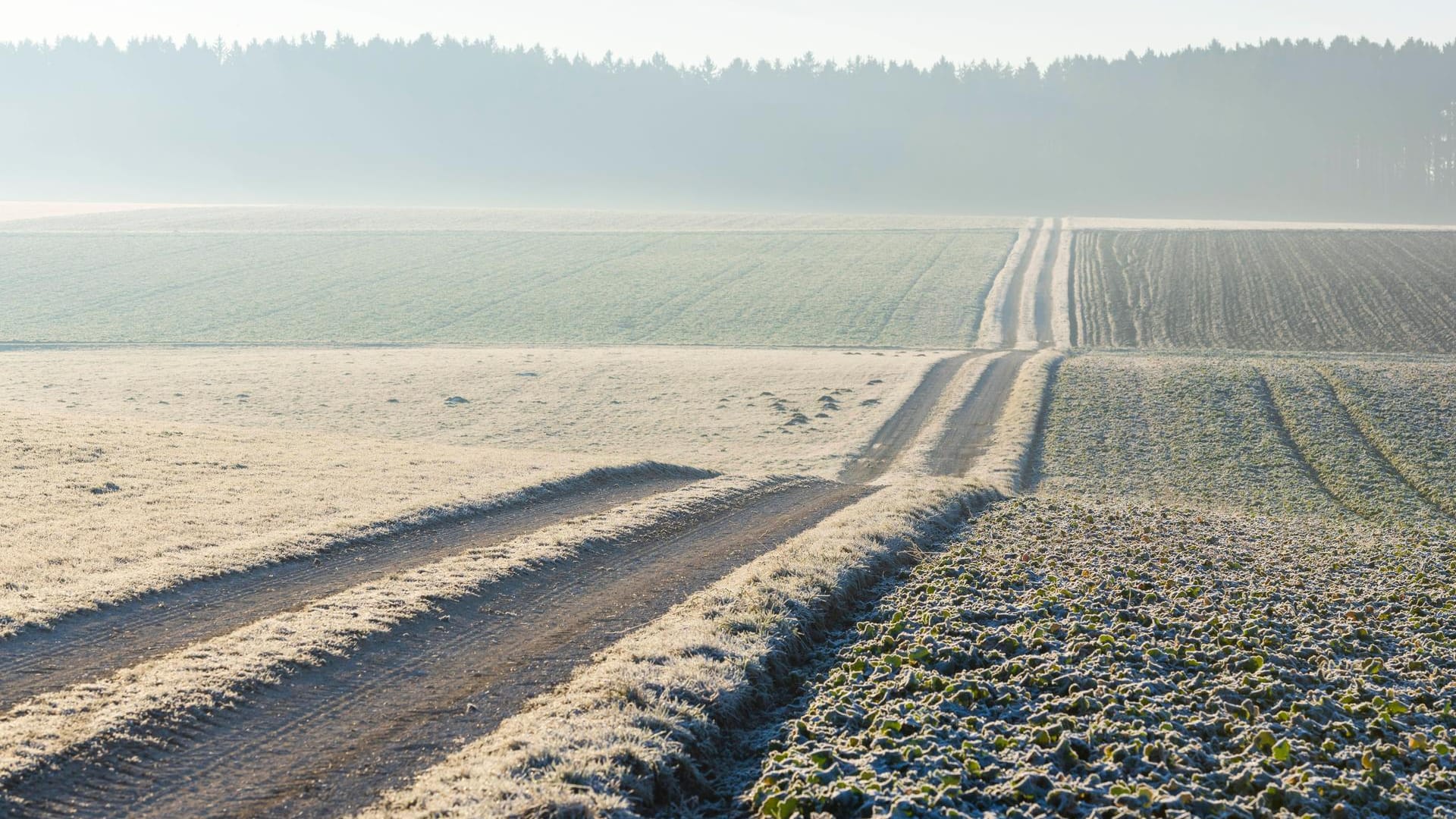 Weg durch Felder: Eine Kieler Wissenschaftlerin hat Plastik im Acker nachgewiesen.