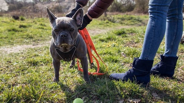 Wer seinen Hund entgegen der Hausordnung immer wieder frei laufen lässt, muss im Zweifel mit der Kündigung rechnen.