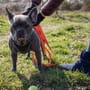 Kündigung droht: Mieter darf Hund nicht unerlaubt frei laufen lassen