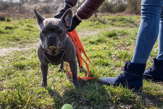 Wer seinen Hund entgegen der Hausordnung immer wieder frei laufen lässt, muss im Zweifel mit der Kündigung rechnen.