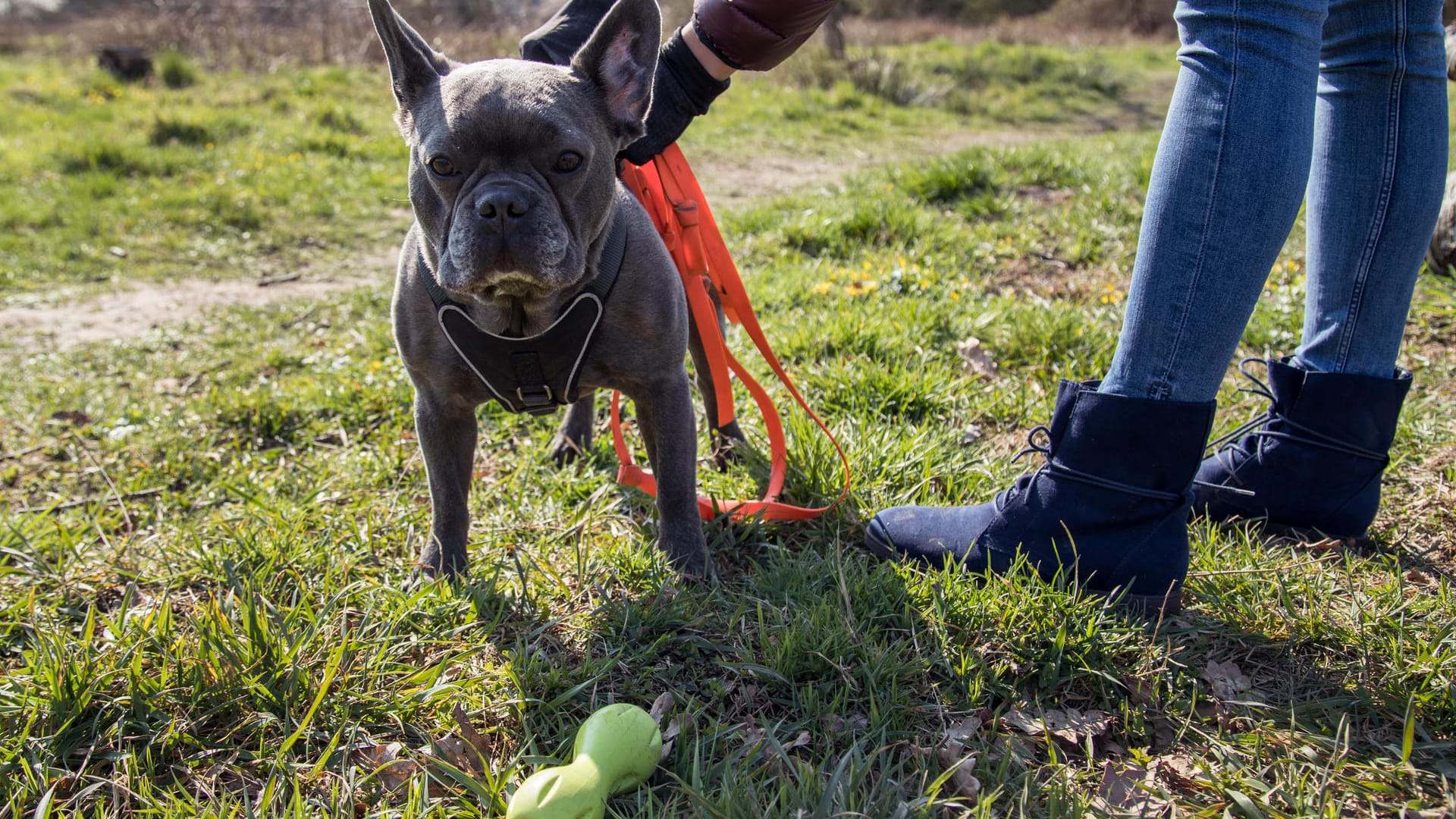 BGH-Urteil: Wer seinen Hund entgegen der Hausordnung immer wieder frei laufen lässt, muss im Zweifel mit der Kündigung rechnen.