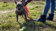 Mietrecht: Hund frei laufen lassen – ist Kündigung rechtens?