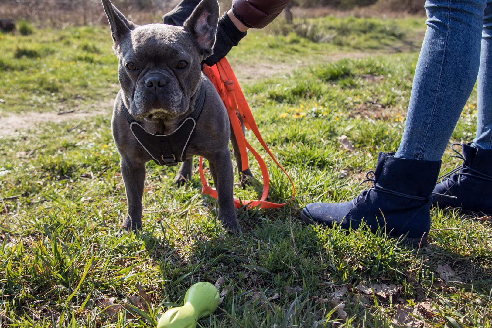 BGH-Urteil: Wer seinen Hund entgegen der Hausordnung immer wieder frei laufen lässt, muss im Zweifel mit der Kündigung rechnen.