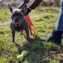 Mietrecht: Hund frei laufen lassen – ist Kündigung rechtens?