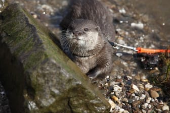 Ein Fischotter im Aquazoo Düsseldorf: Hier können Kinder spielerisch viel dazulernen.