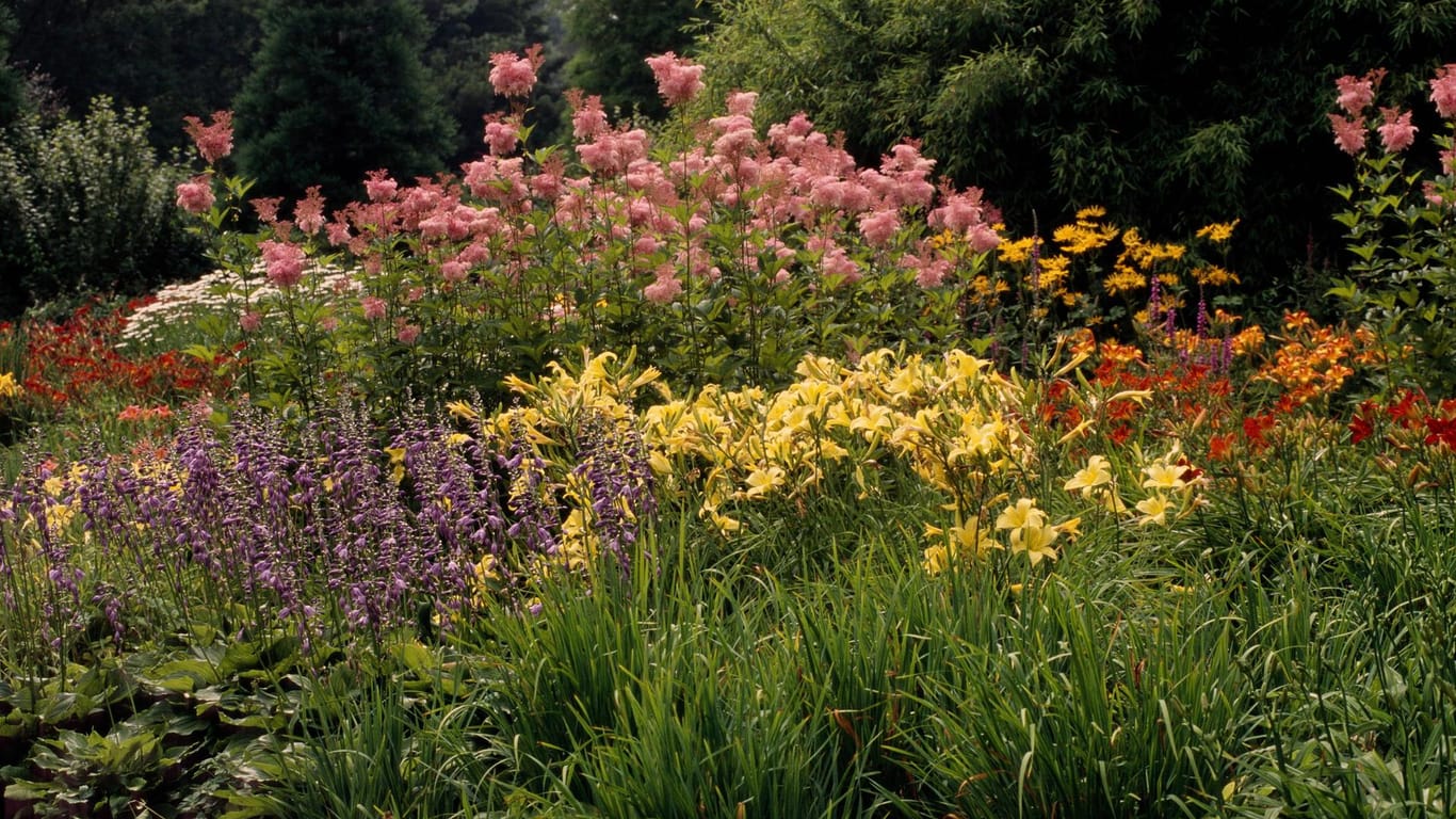 Blühendes Staudenbeet: Zu violettfarbigen Funkien (Hosta) passen rosa Prachtspieren (Astilbe) und gelbe Taglilien (Hemerocallis).