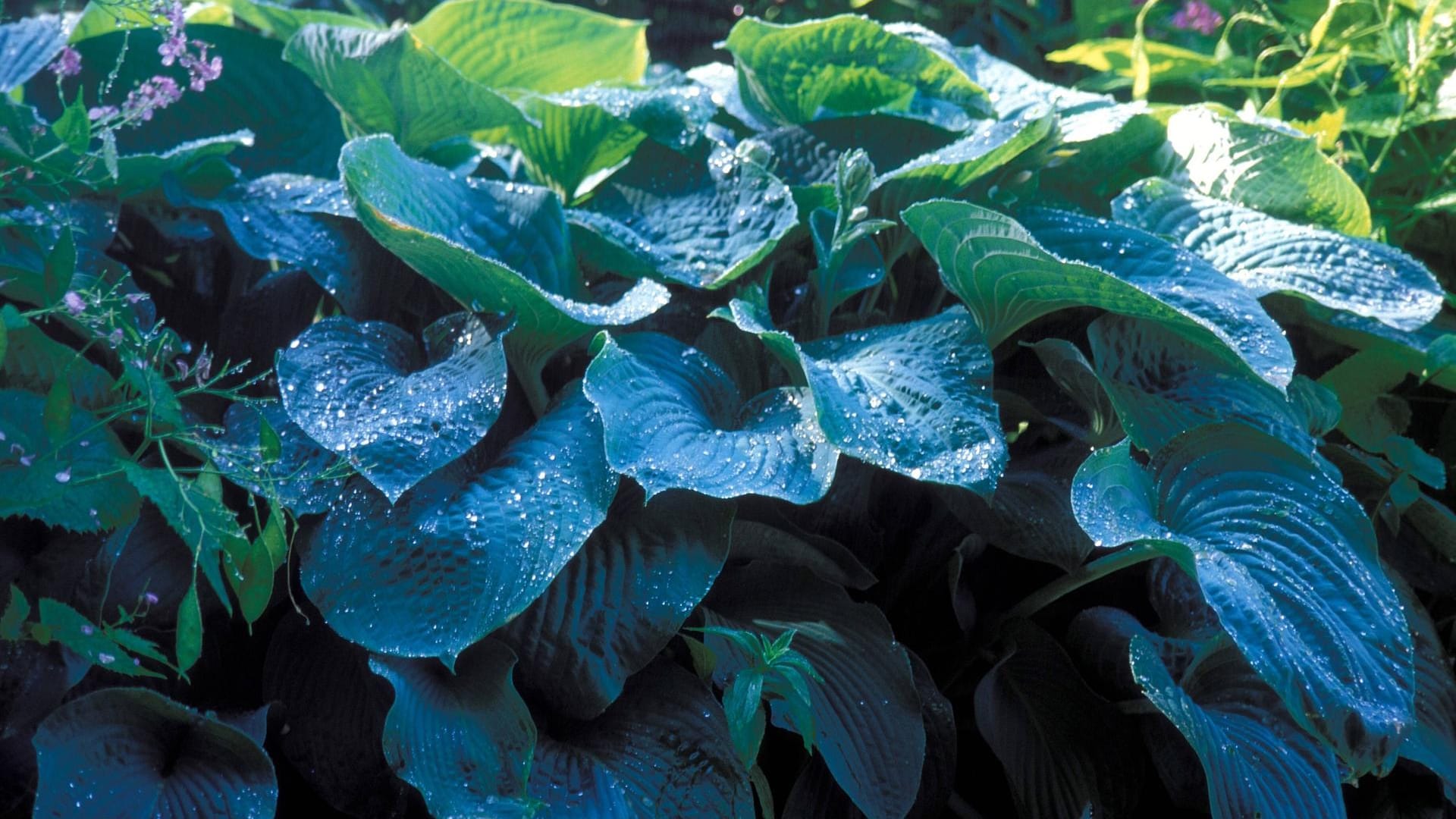 Blätter der Blaublattfunkie (Hosta sieboldiana): Sie bevorzugt einen tiefgründigen, sandigen bis lehmigen Gartenboden.