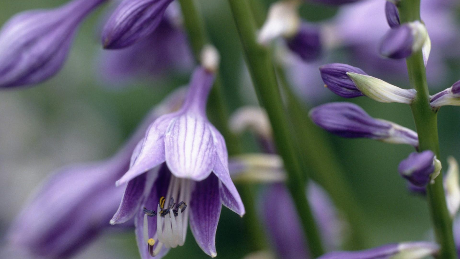 Blütenstand der Glocken-Funkie (Hosta ventricosa): Sie zählt mit ihren Glockenblüten zu den Stars der zahlreichen Funkienarten.