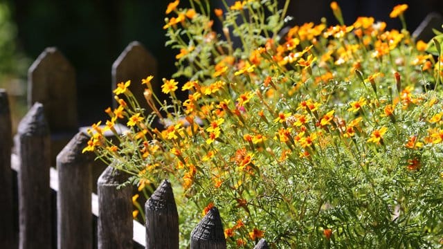 Auch ein Vagabund im Garten: Die Nachkommen der Ringelblume suchen sich gerne neue Standorte. Auch ein Vagabund im Garten: Die Nachkommen der Ringelblume suchen sich gerne neue Standorte.