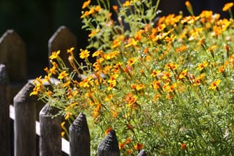 Auch ein Vagabund im Garten: Die Nachkommen der Ringelblume suchen sich gerne neue Standorte.