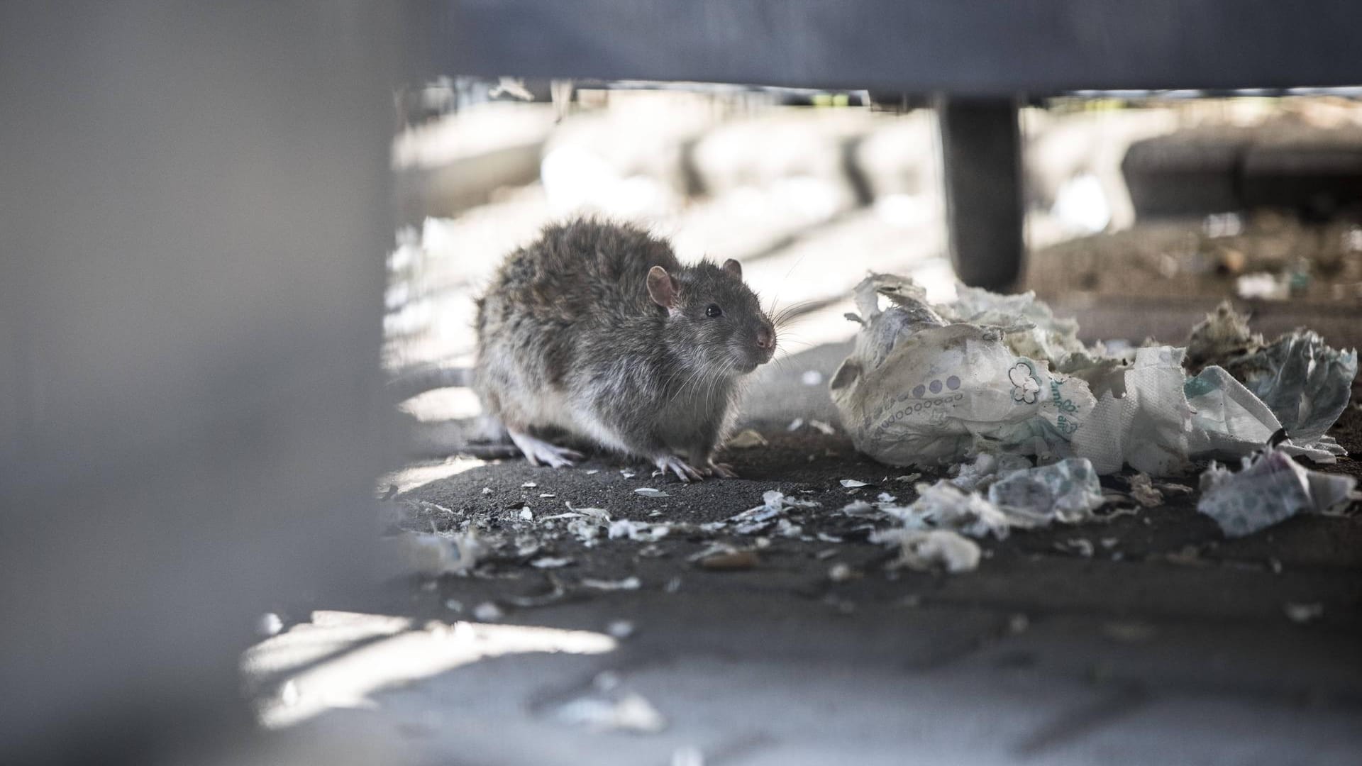 Eine Ratte unter einer Mülltonne: Wegen der Tiere dürfen Schüler und Kita-Kinder in Ronsdorf in Wuppertal nicht mehr draußen spielen (Symbolbild).