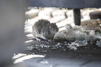Eine Ratte unter einer Mülltonne: Wegen der Tiere dürfen Schüler und Kita-Kinder in Ronsdorf in Wuppertal nicht mehr draußen spielen (Symbolbild).