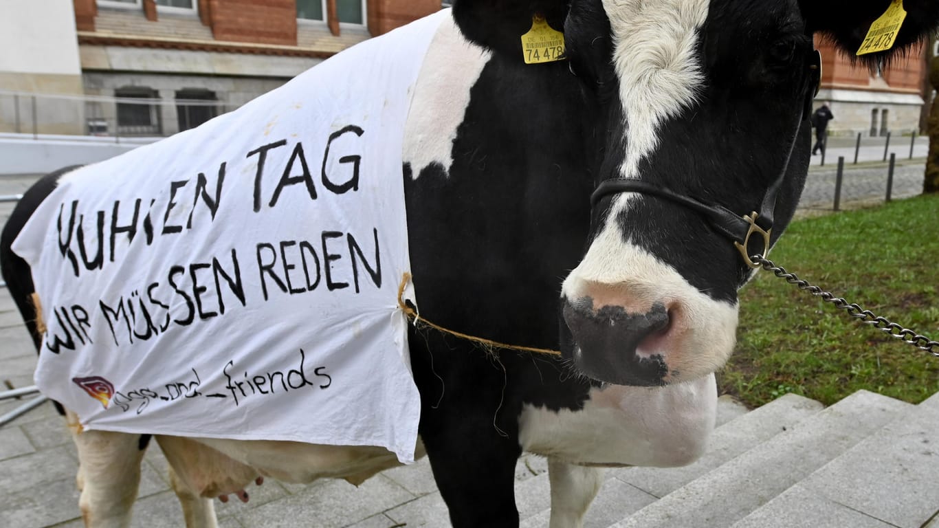 Milchkuh "Joga" steht bei einer Demonstration vor dem Landeshaus: In Kiel haben die Bauern erneut protestiert.