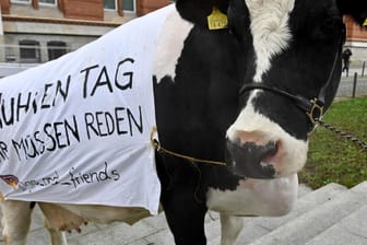 Milchkuh "Joga" steht bei einer Demonstration vor dem Landeshaus: In Kiel haben die Bauern erneut protestiert.