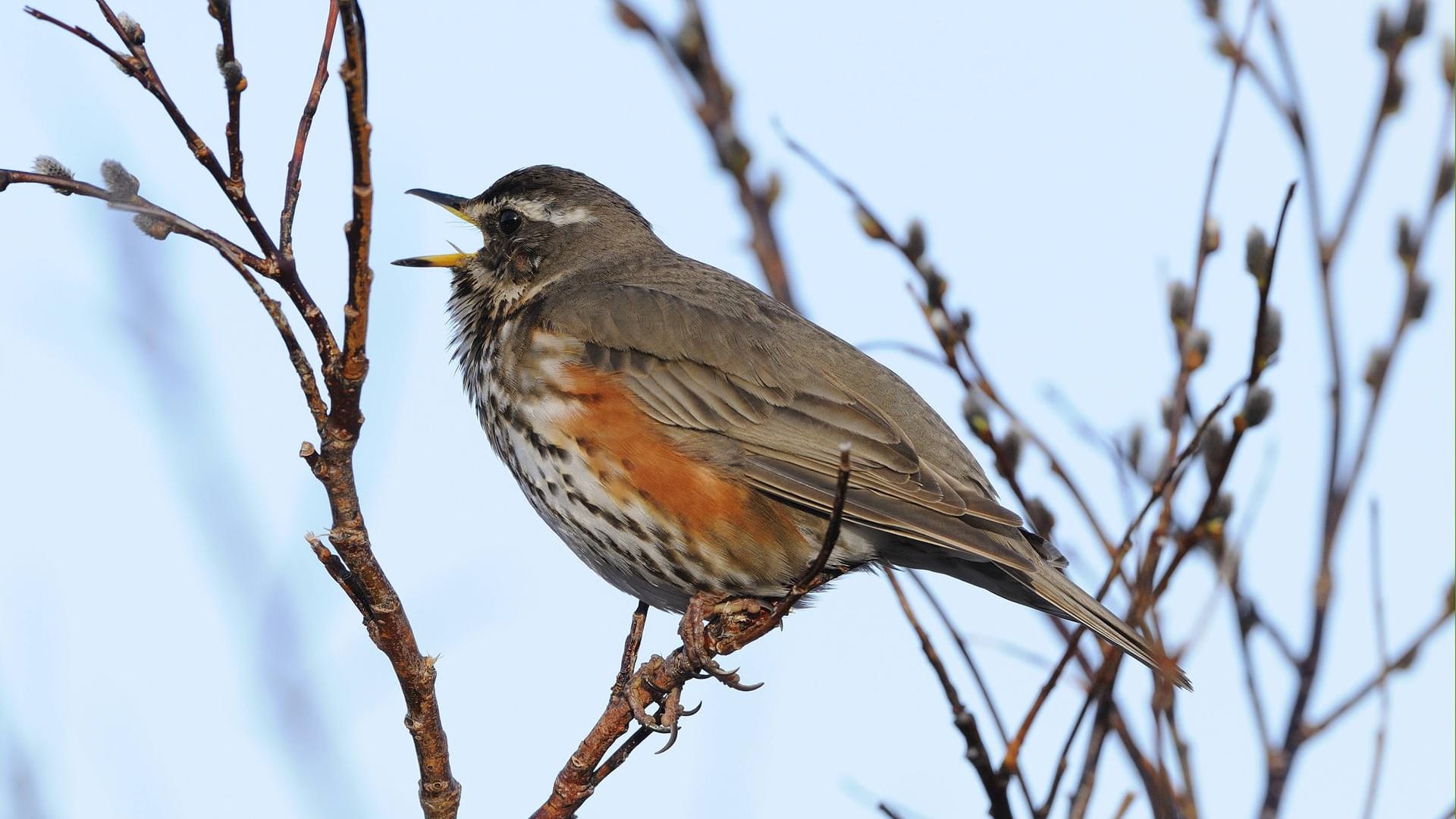 Rotdrossel (Turdus iliacus): Sie gehört zur Unterfamilie Echte Drosseln. Oft steckt der Singvogel mittels Gesang sein Revier ab.