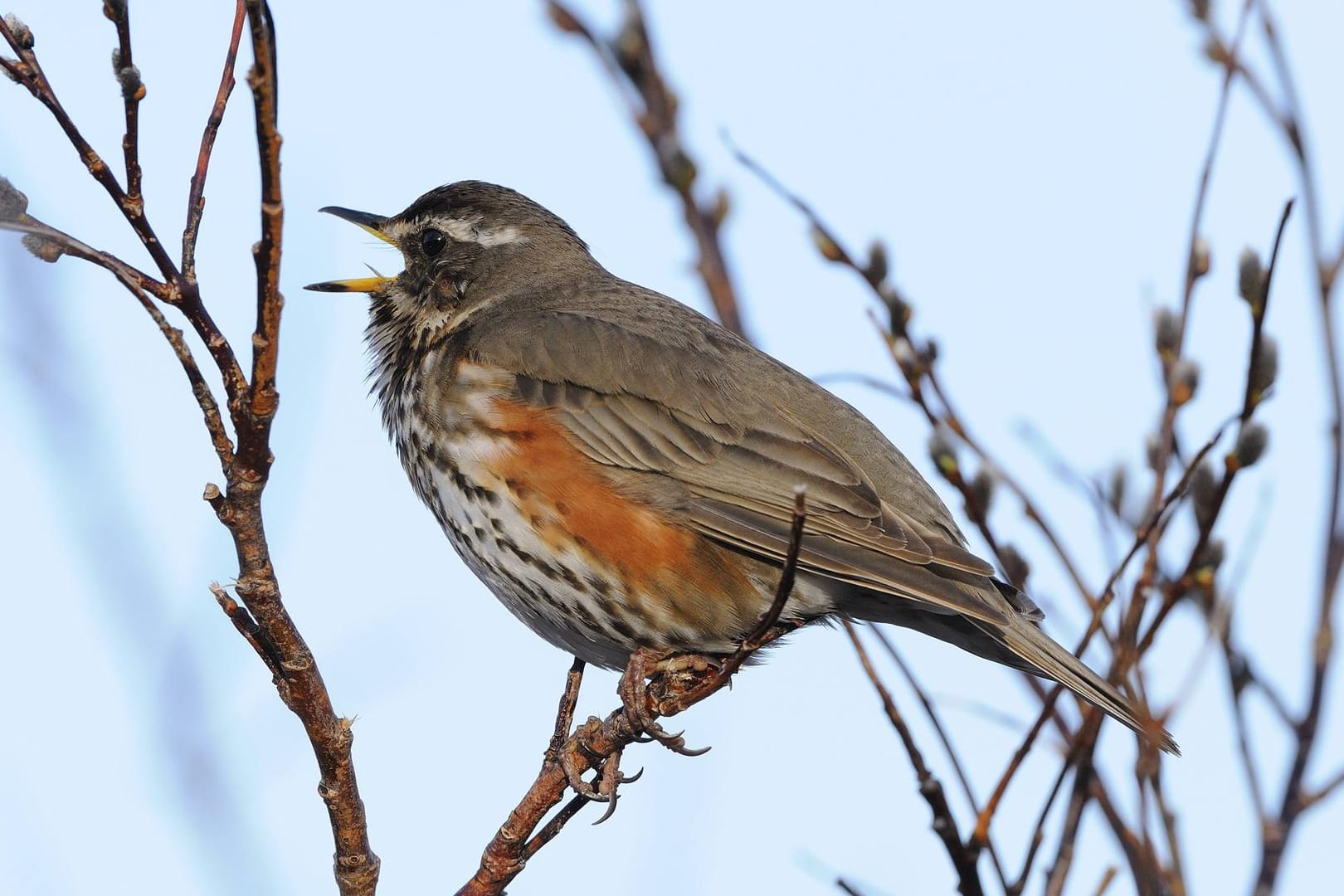 Rotdrossel (Turdus iliacus): Sie gehört zur Unterfamilie Echte Drosseln. Oft steckt der Singvogel mittels Gesang sein Revier ab.