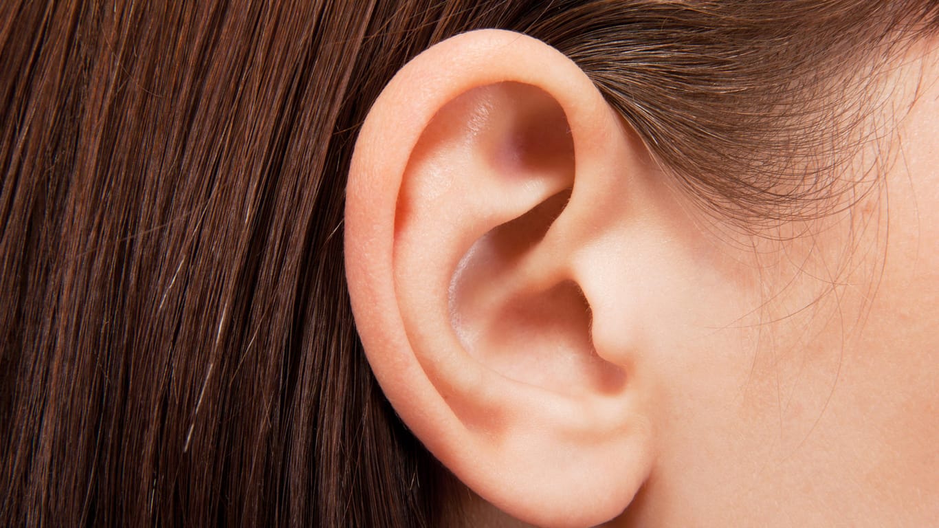 Das Ohr: Zu viel Lautstärke kann unserer Gesundheit schaden.