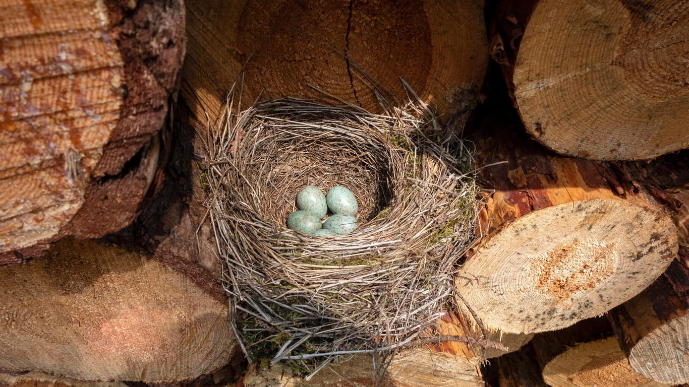 Nest einer Amsel (Turdus merula): Das Weibchen legt drei bis sechs bläulich-grüne Eier – hier sind es fünf.