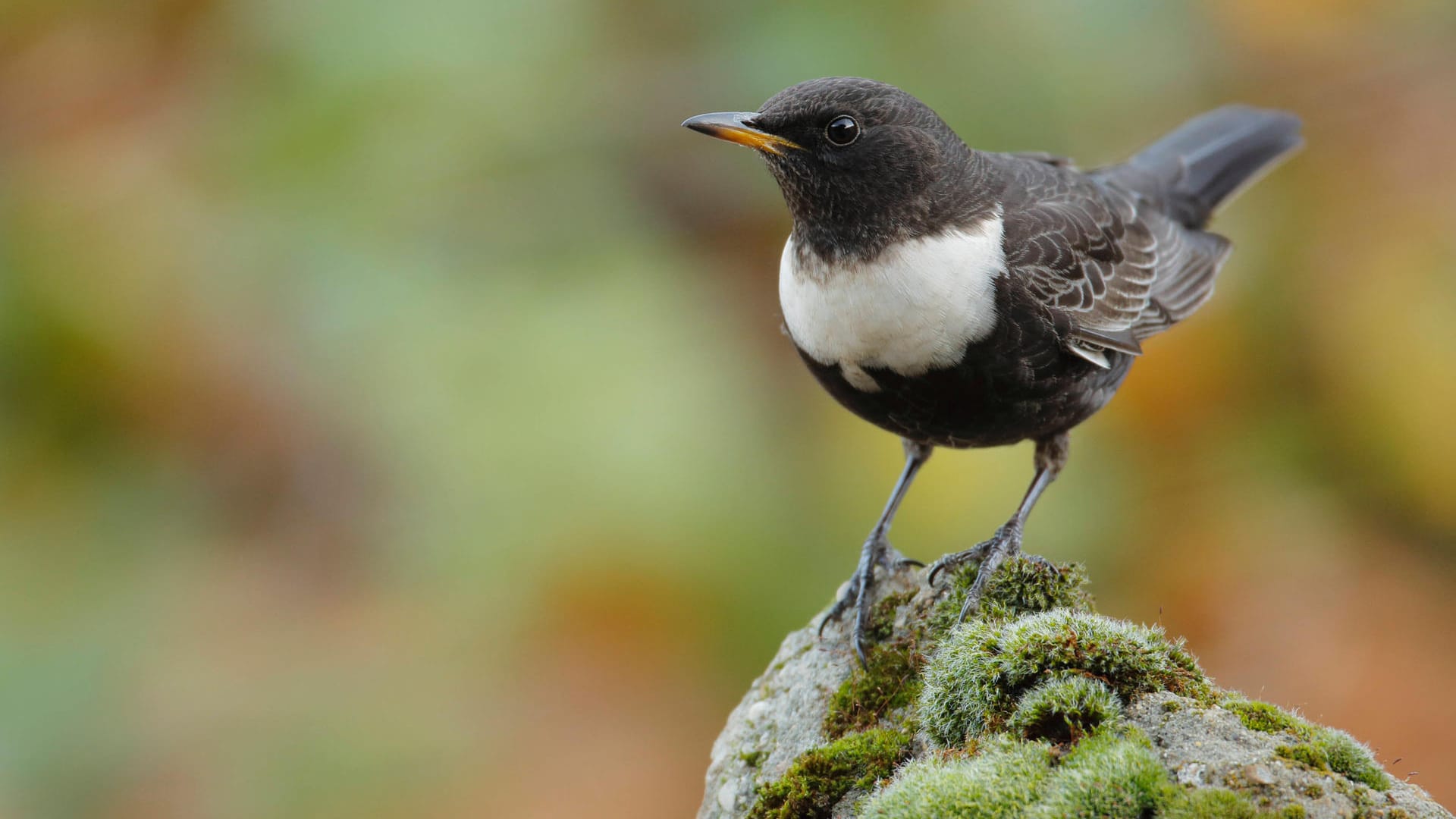 Ringdrossel (Turdus torquatus): Das Männchen ist im Unterschied zum Weibchen schwarz gefiedert und hat eine hellschuppige Brust.