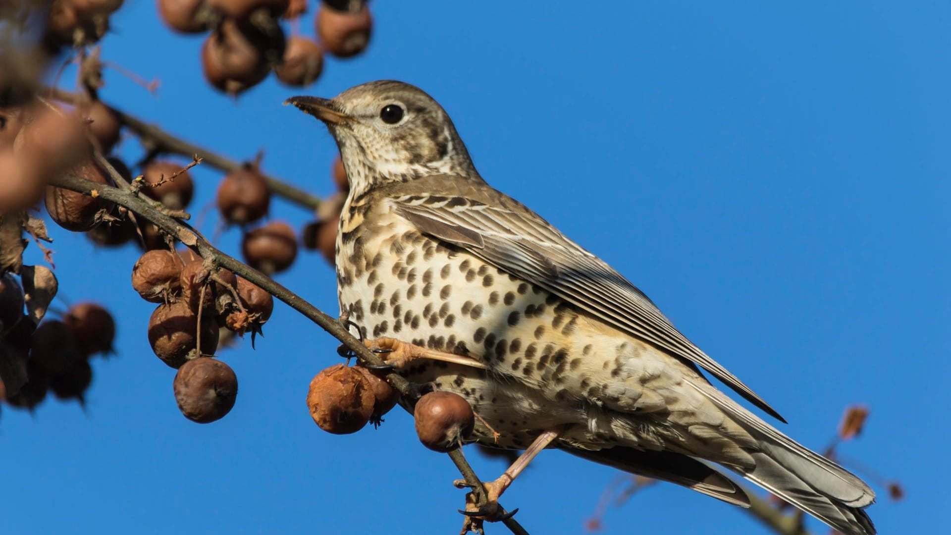 Singdrossel (Turdus philomelos): Sie ist neben ihrem Gesang auch an ihrer auffälligen Unterseite zu erkennen.