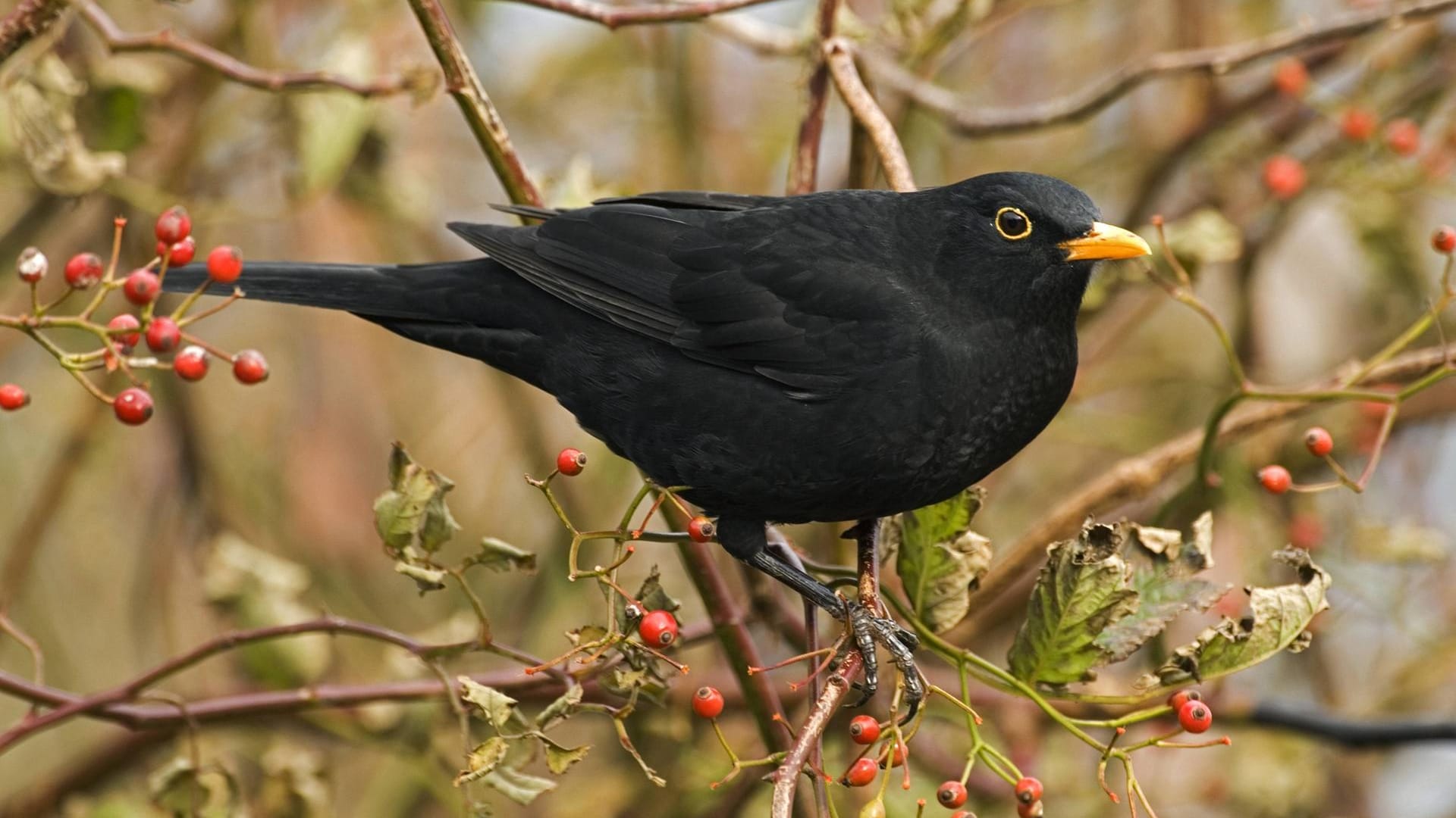 Amsel (Turdus merula): Das Männchen ist schwarz gefiedert und hat einen orange-gelben Schnabel.