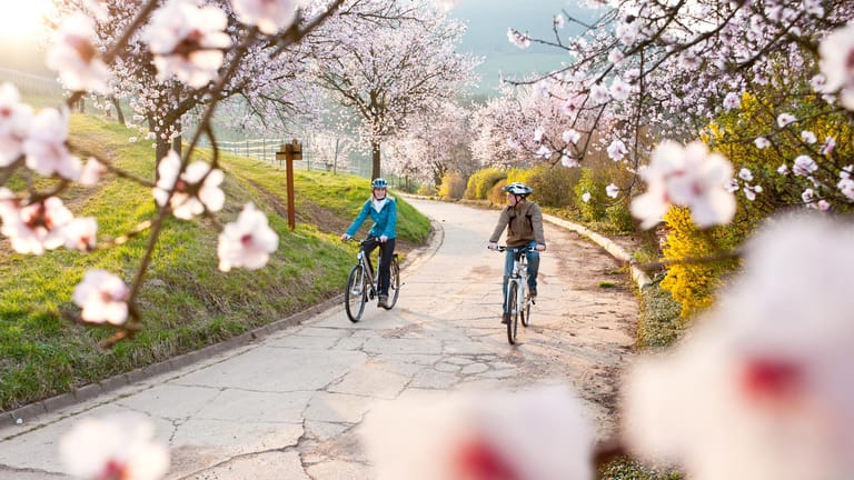 Urlaub in Deutschland: Für Liebhaber der Blütenpracht ist der Frühling die perfekte Reisezeit.