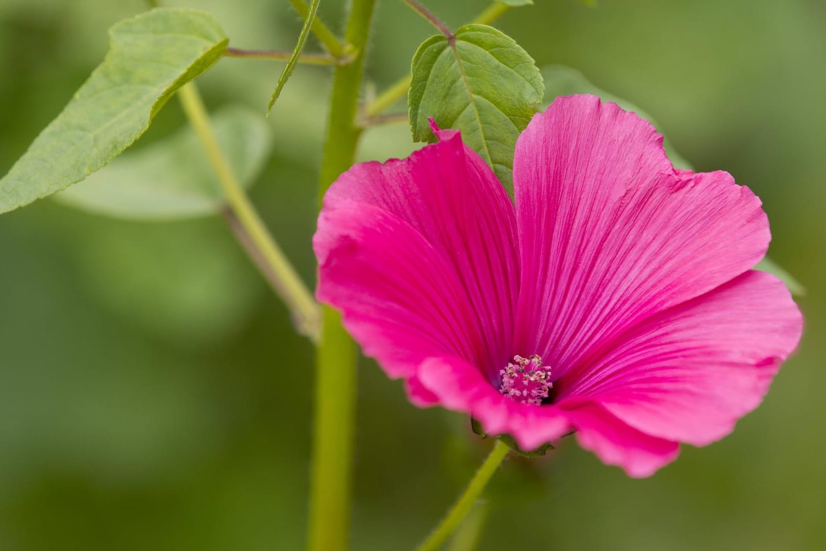 Becher-Malve (Lavatera trimestris): Sie ist auch als Busch-Malve und Pappelrose bekannt und eignet sich optimal als blühende Hecke.