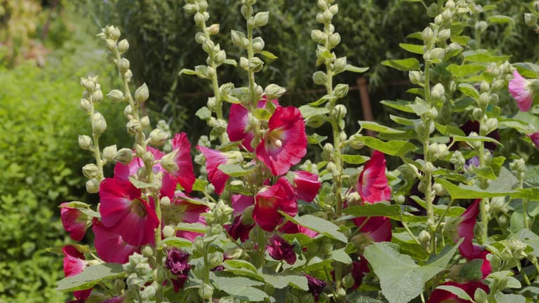 Stockrose (Alcea rosea): An einem sonnigen Standort fühlt sie sich am wohlsten – zum Beispiel in einem Bauerngarten.