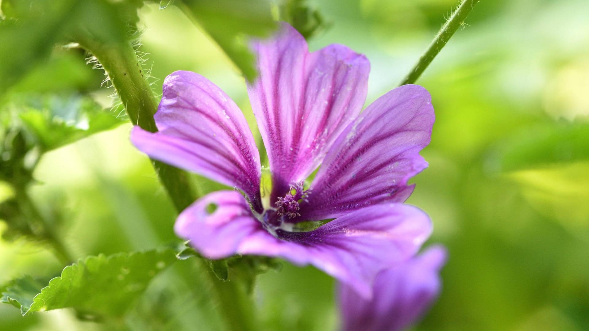 Wilde Malve (Malva sylvestris): Sie fand bereits bei den alten Griechen Verwendung als Heil- und Gemüsepflanze.