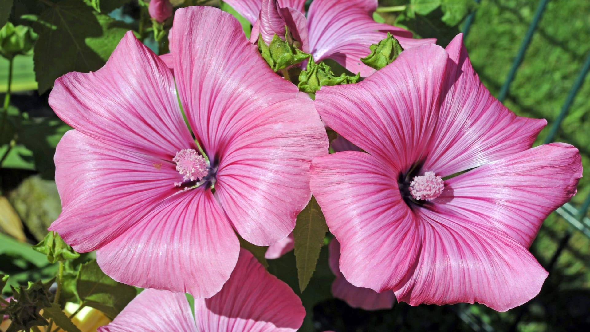 Busch-Malve (Lavatera olbia Rosea): Diese mehrjährige Sorte gedeiht auch im Topf oder Kübel.