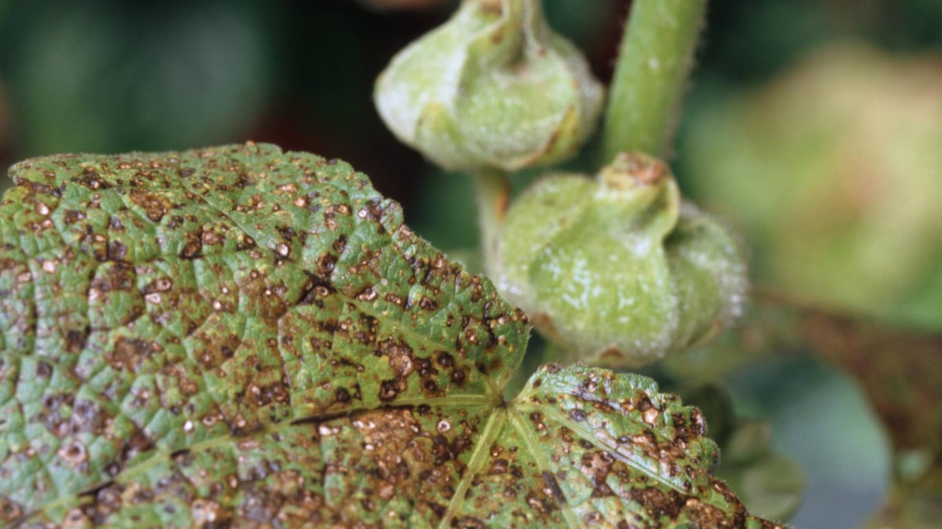 Malvenrost (Puccinia malvacearum): Die Krankheit befällt nicht nur die Stockrose (Foto), sondern auch andere Malvensorten.