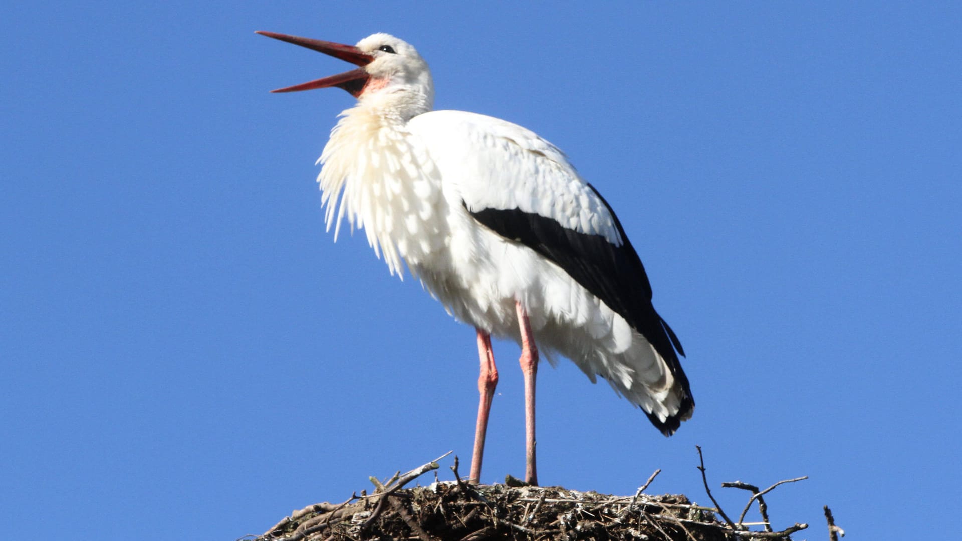 Ein Storch sitzt auf seinem Nest: Im Ilkerbruch sind die Tiere heimisch (Symbolfoto).