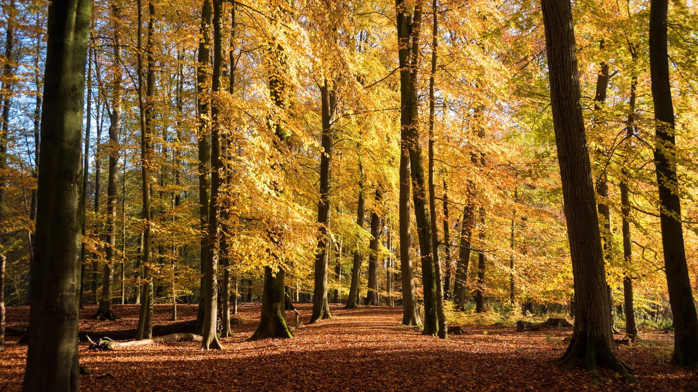 Bunt gefärbte Blätter in einem Wald: Auch der Stadtwald in Wolfsburg ist eine grüne Erholungsoase (Symbolbild).