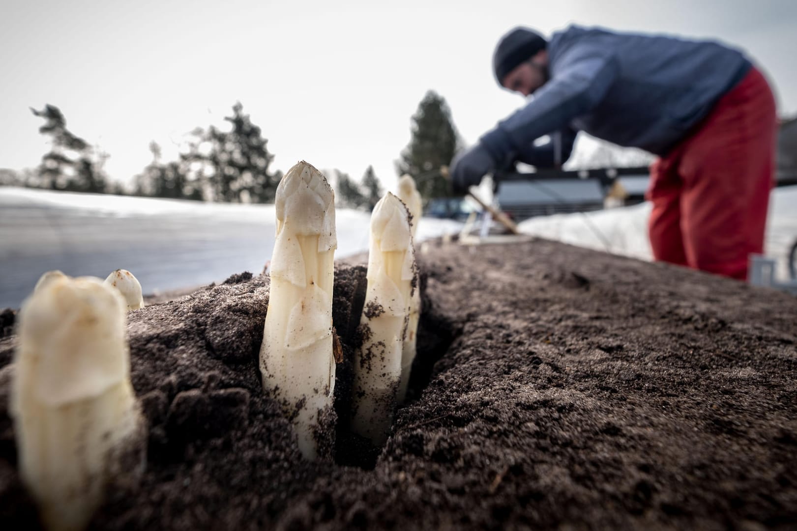 Erste Spargelstangen: Offiziell startet die Spargelsaison zu Ostern. Aber schon Anfang März warten einige spezialisierte Landwirte darauf, ein wenig Spargel auf geheizten Feldern zu ernten.