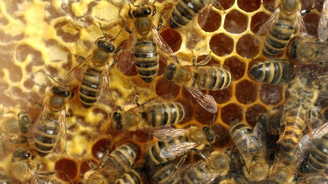 Bienenhaltung zählt nicht zur üblichen Tierhaltung.