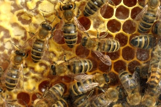 Bienenhaltung zählt nicht zur üblichen Tierhaltung.