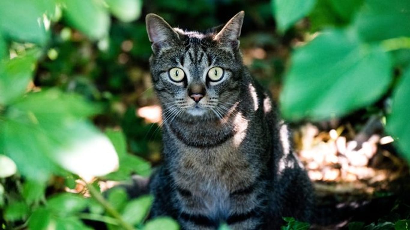 Eine junge Katze sitzt in einem Gebüsch